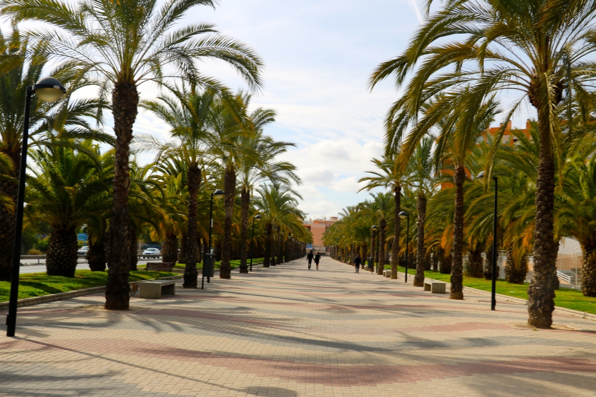 Palm trees and sunny skies