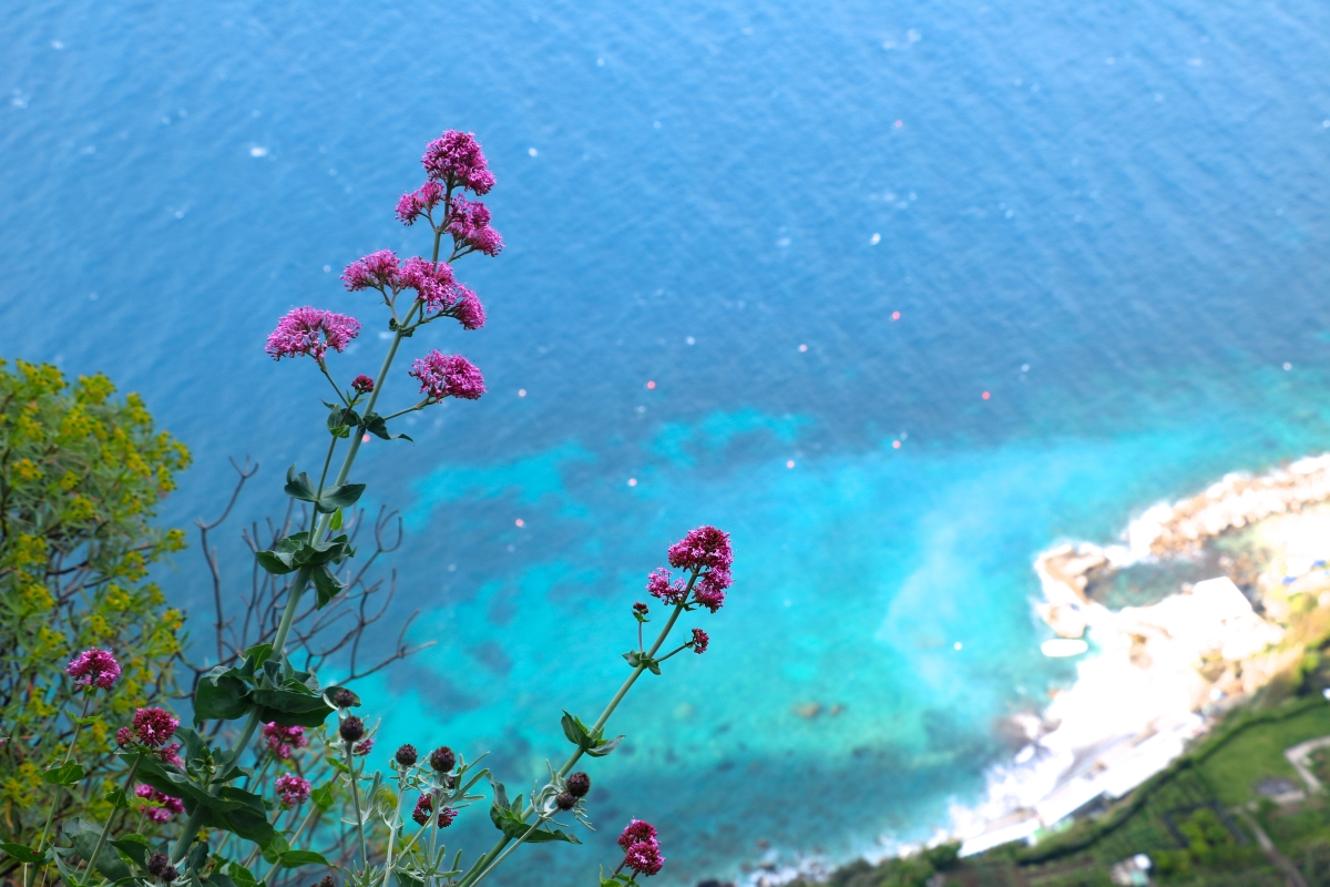 flowers along the paths in Capri