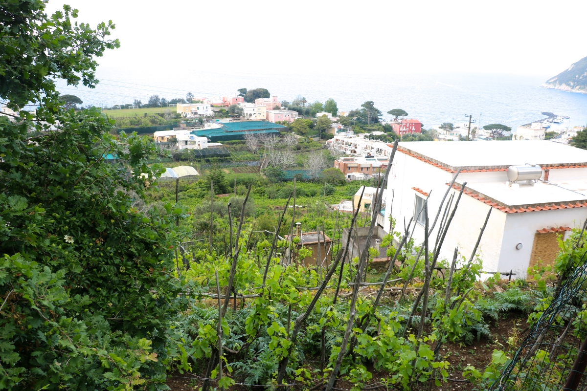 vineyards