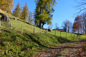 Grassy fields      