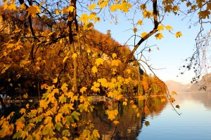 orange leaves 