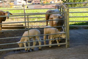 Farm in Lauterbrunnen        