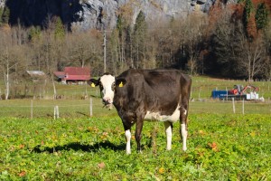 Alpine Cow        