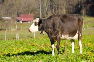 Alpine Cow        