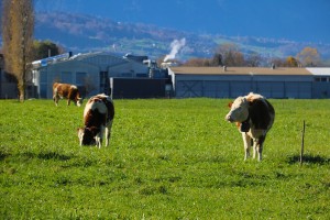 grazing cows    