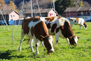 grazing cows        