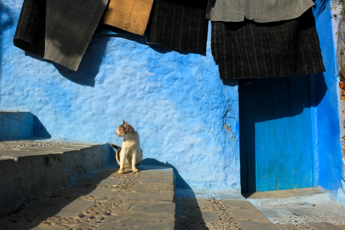 cat hanging out on the streets of Chefchaouen
